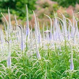 6 x Veronicastrum virginicum 'Lavendelturm'  - godet 9cm x 9cm