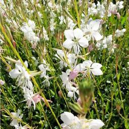 6 x Gaura lindheimeri 'Madonna'  - godet 9cm x 9cm