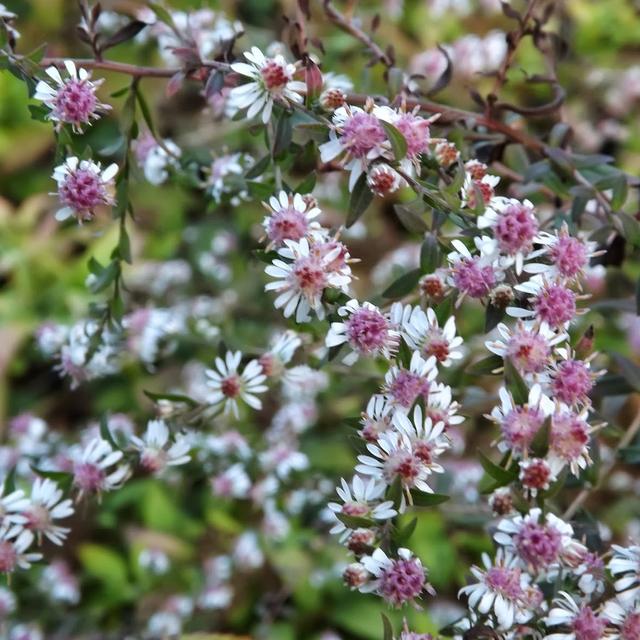 6 x Aster lateriflorus 'Lady In Black'  - godet 9cm x 9cm