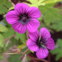 6 x Géranium vivace 'Ann Folkard'  - godet 9cm x 9cm