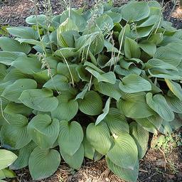 6 x Hosta fortunei 'Obscura'  - godet 9cm x 9cm