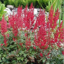 6 x Astilbe d'Arends 'Fanal'  - godet 9cm x 9cm