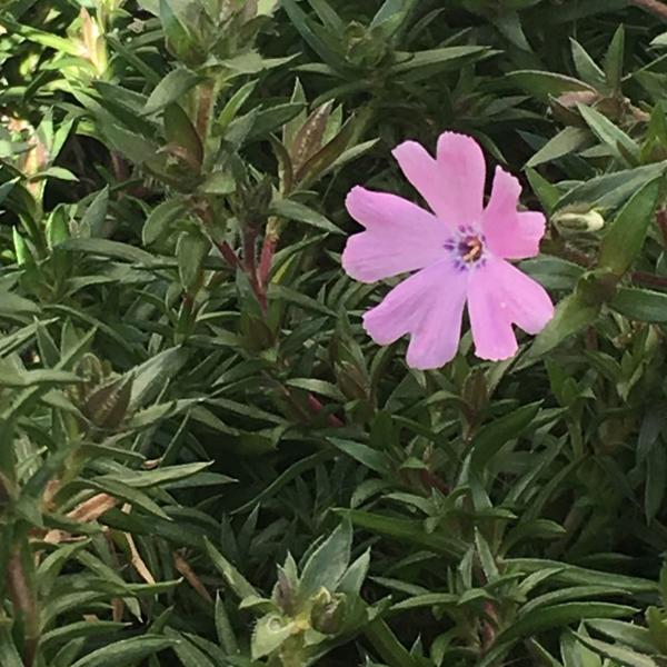 6 x Phlox nain 'Lilac Cloud'  - godet 9cm x 9cm