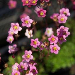 6 x Saxifrage d'Arends 'Blütenteppich  - godet 9cm x 9cm