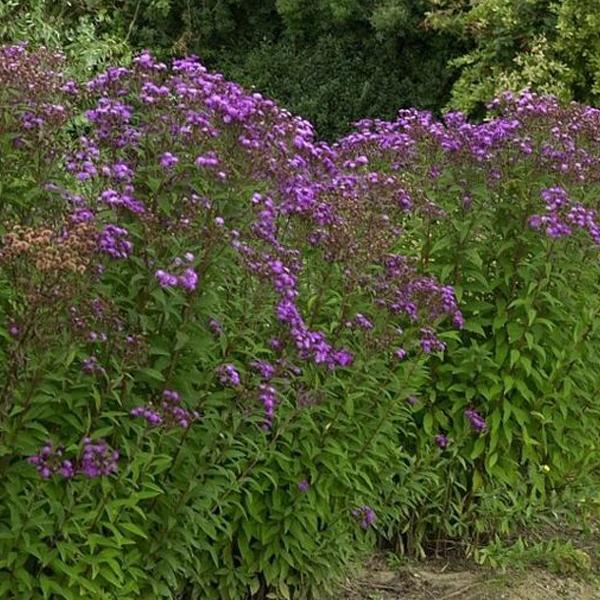 6 x Vernonia crinita 'Mammuth'  - godet 9cm x 9cm