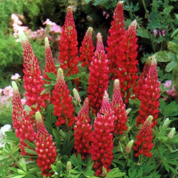 6 x Lupin 'My Castle'  - godet 9cm x 9cm