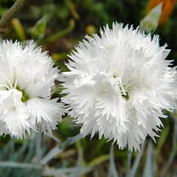 6 x Œillet mignardise 'Haytor White'  - godet 9cm x 9cm