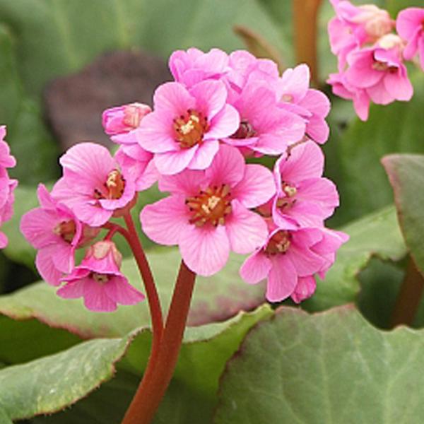 6 x Bergenia 'Morgenröte  - godet 9cm x 9cm