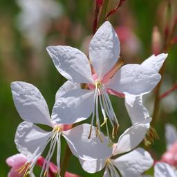 6 x Gaura lindheimeri  - godet 9cm x 9cm