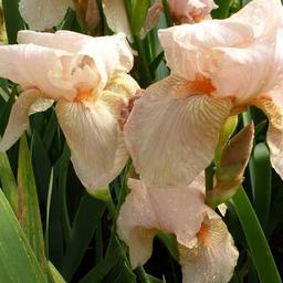 6 x Iris des jardins 'Pink Horizon'  - godet 9cm x 9cm