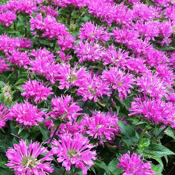 6 x Monarde 'Petite Delight'  - godet 9cm x 9cm