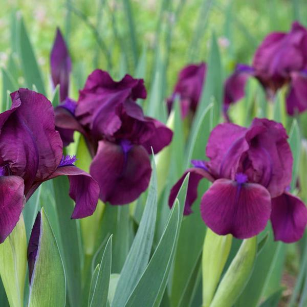 6 x Iris nain 'Cherry Garden'  - godet 9cm x 9cm