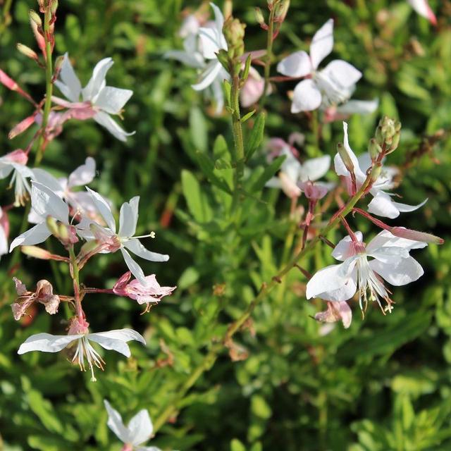 6 x Gaura lindheimeri 'White Dove'  - godet 9cm x 9cm