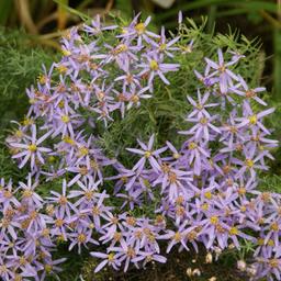 6 x Aster à feuilles de sedum 'Nanus'  - godet 9cm x 9cm