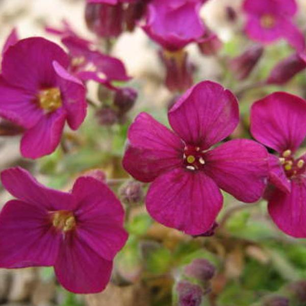 6 x Aubriète 'Bressingham Red'  - godet 9cm x 9cm