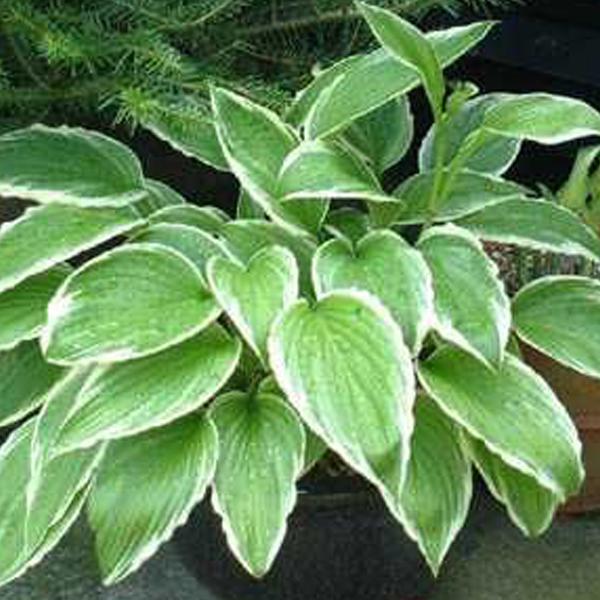 6 x Hosta crispula  - godet 9cm x 9cm