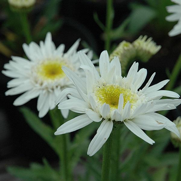 6 x Marguerite 'Christine Hagemann'  - godet 9cm x 9cm