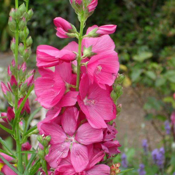 6 x Sidalcea 'Rosy Gem'  - godet 9cm x 9cm