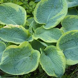 6 x Hosta sieboldiana  - godet 9cm x 9cm