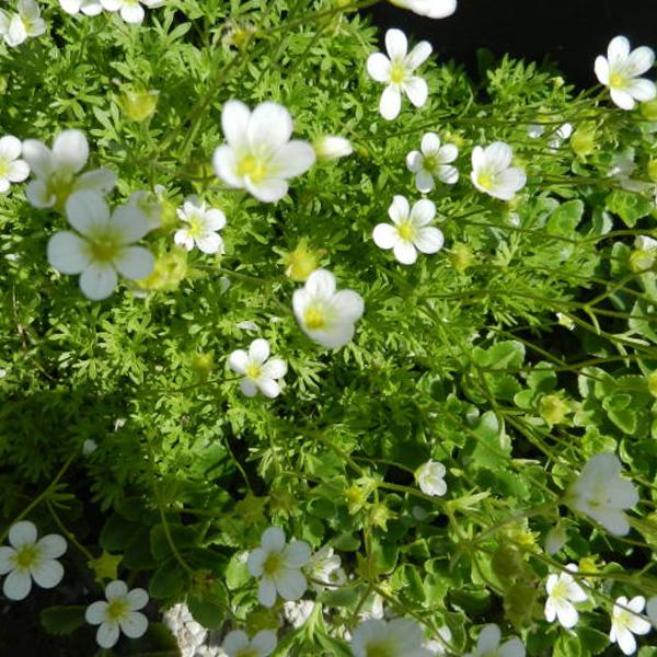 6 x Saxifrage 'White Pixie'  - godet 9cm x 9cm