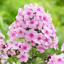 6 x Phlox paniculé 'Bright Eyes'  - godet 9cm x 9cm