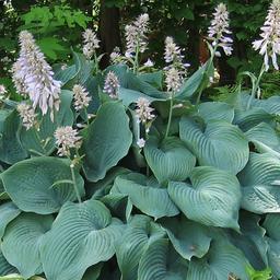 6 x Hosta 'Blue Angel'  - godet 9cm x 9cm