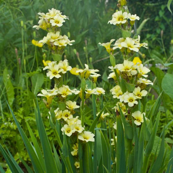 6 x Sisyrinchium striatum  - godet 9cm x 9cm