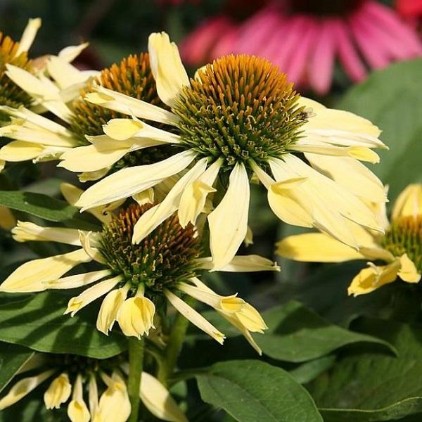 6 x Rudbeckia pourpre  - godet 9cm x 9cm