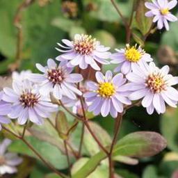 6 x Aster 'Harry Schmidt'  - godet 9cm x 9cm