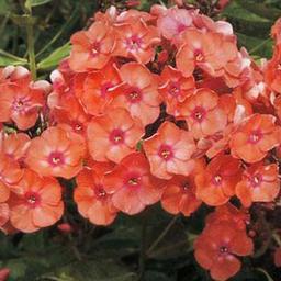 6 x Phlox paniculé 'Orange Perfection'  - godet 9cm x 9cm