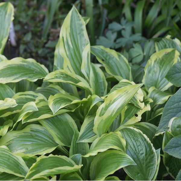 6 x Hosta 'Ground Master'  - godet 9cm x 9cm