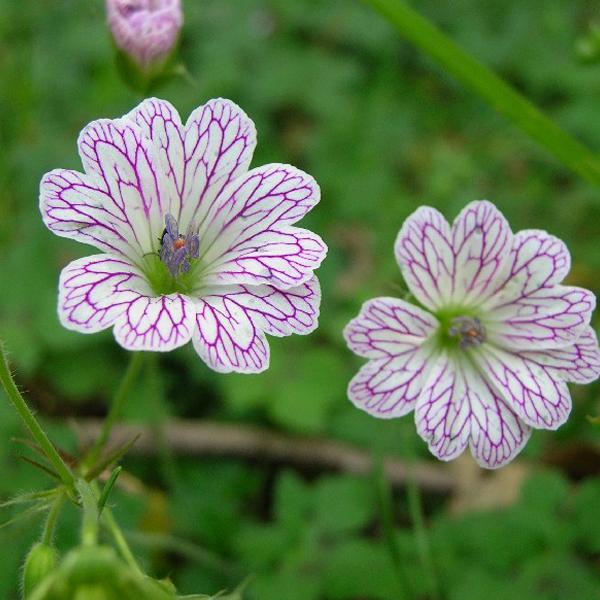 6 x Géranium vivace versicolore  - godet 9cm x 9cm