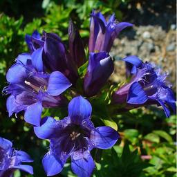 6 x Gentiana septemfida  - godet 9cm x 9cm