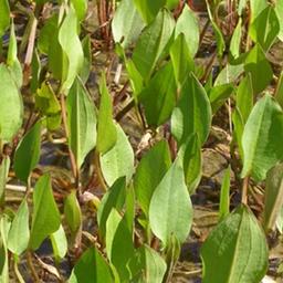 6 x Plantain d'eau commun  - godet 9cm x 9cm