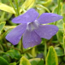 6 x Petite pervenche 'Aureovariegata'  - godet 9cm x 9cm