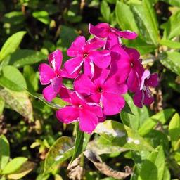 6 x Phlox paniculé 'Rijnstroom'  - godet 9cm x 9cm