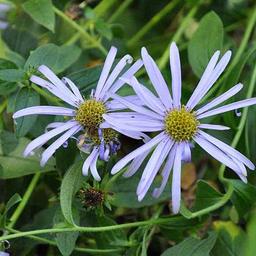 6 x Aster de Frikartii 'Mönch'  - godet 9cm x 9cm