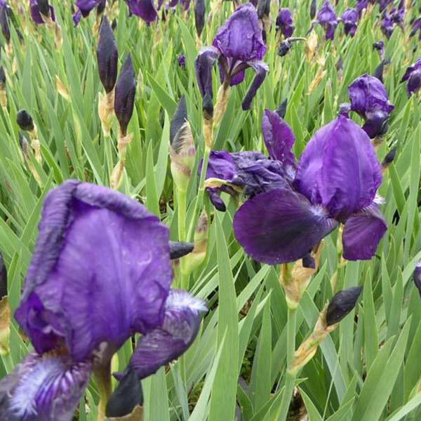 6 x Iris des jardins 'Black Knight'  - godet 9cm x 9cm