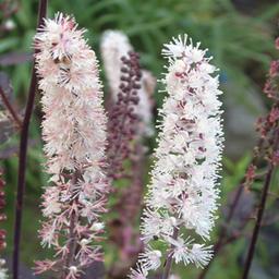 6 x Bugbane 'Pink Spike'  - godet 9cm x 9cm