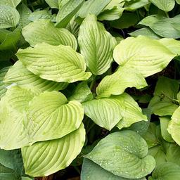 6 x Hosta 'Honeybells'  - godet 9cm x 9cm