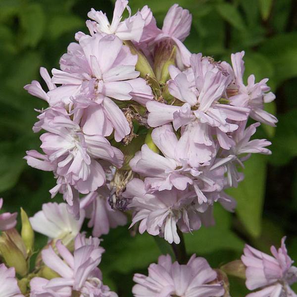 6 x Saponaire officinale 'Rosea Plena'  - godet 9cm x 9cm