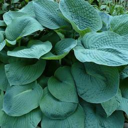 6 x Hosta 'Big Daddy'  - godet 9cm x 9cm