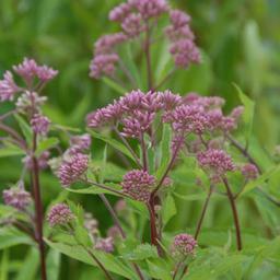 6 x Eupatoire maculée 'Purple Bush'  - godet 9cm x 9cm