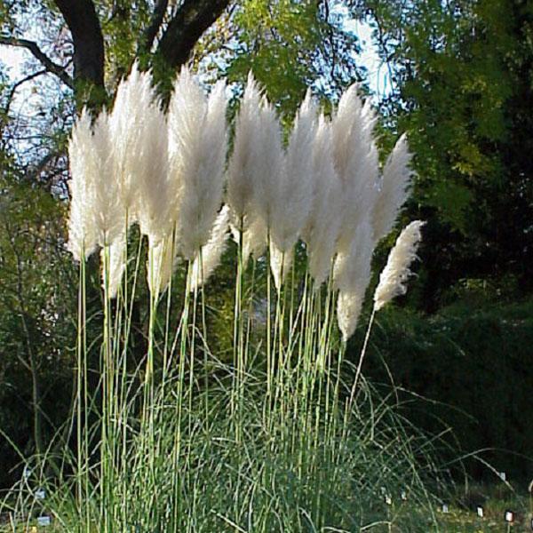 6 x Herbe des pampas  - godet 9cm x 9cm