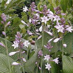 6 x Hosta fortunei 'Hyacinthina'  - godet 9cm x 9cm