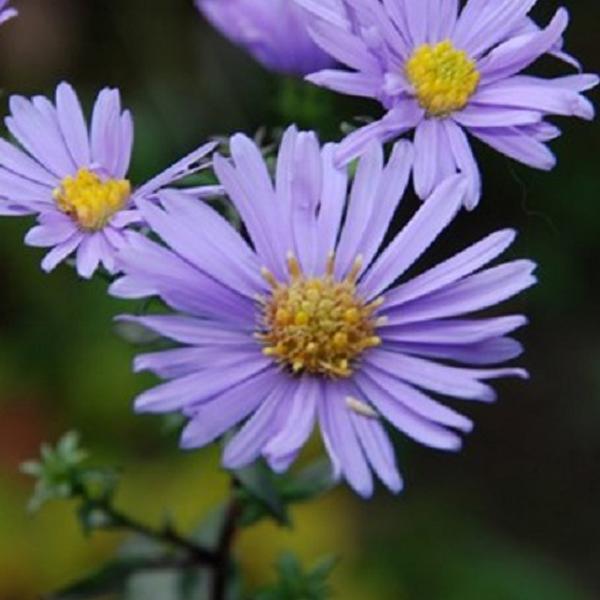 6 x Aster laevis 'Calliope'  - godet 9cm x 9cm