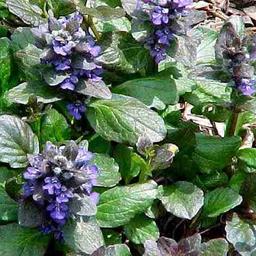 6 x Bugle rampant 'Catlin's Giant'  - godet 9cm x 9cm