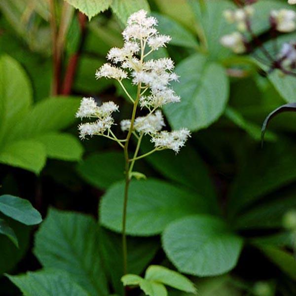 6 x Rodgersia à feuilles  - godet 9cm x 9cm