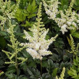 6 x Astilbe de Chine  - godet 9cm x 9cm