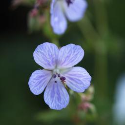 6 x Géranium vivace des près  - godet 9cm x 9cm